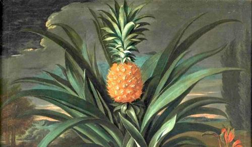 Painting of a pineapple grown in Surrey, England, by artist Theodorus Netscher, 1720, public domain