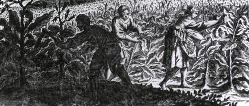 White men and women, likely indentured servants, harvesting tobacco. From a German print made in Nurnberg, 1722.