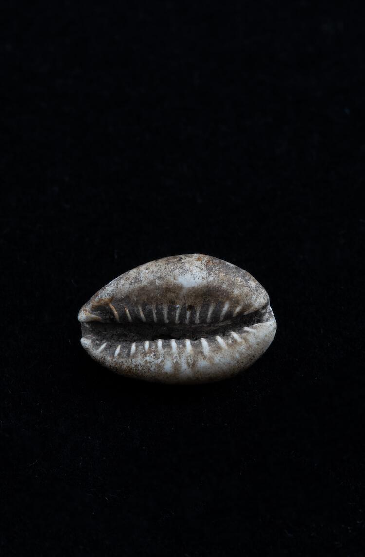 Archeological artifacts - Cowrie