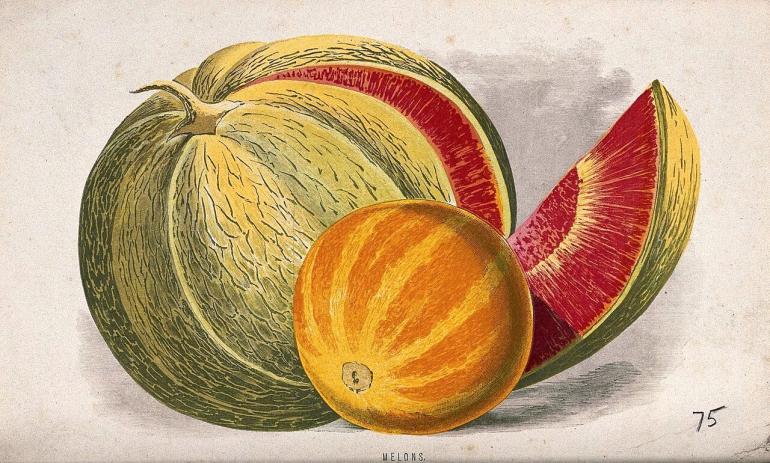 Honeydew and watermelon chromolithograph after painting by H. Briscoe, c. 1870.