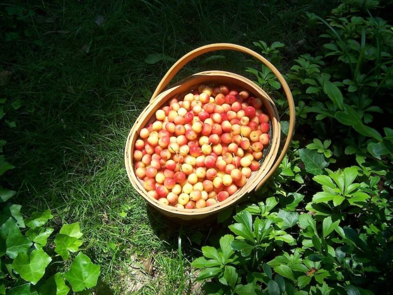 Yellow Spanish cherries harvested from the replanted orchard in 2014.