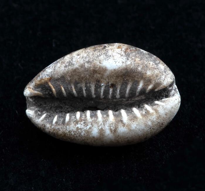 The shell may have been worn as a piece of jewelry or adornment on clothes.