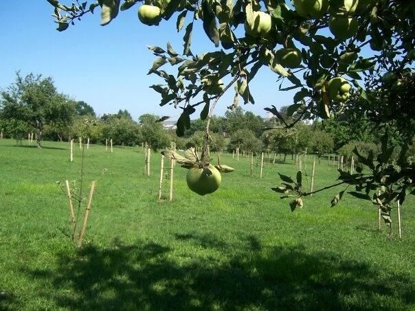 The Carroll Park Foundation was a driving force in researching, replanting, and pruning the orchard’s heirloom fruit trees in the early 2000s.