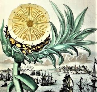 Engraving from Nürnbergische Hesperides, a 1708 German book on exotic tropical fruits being grown in European greenhouses.
