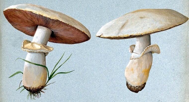 Field mushrooms, watercolor, 1899.